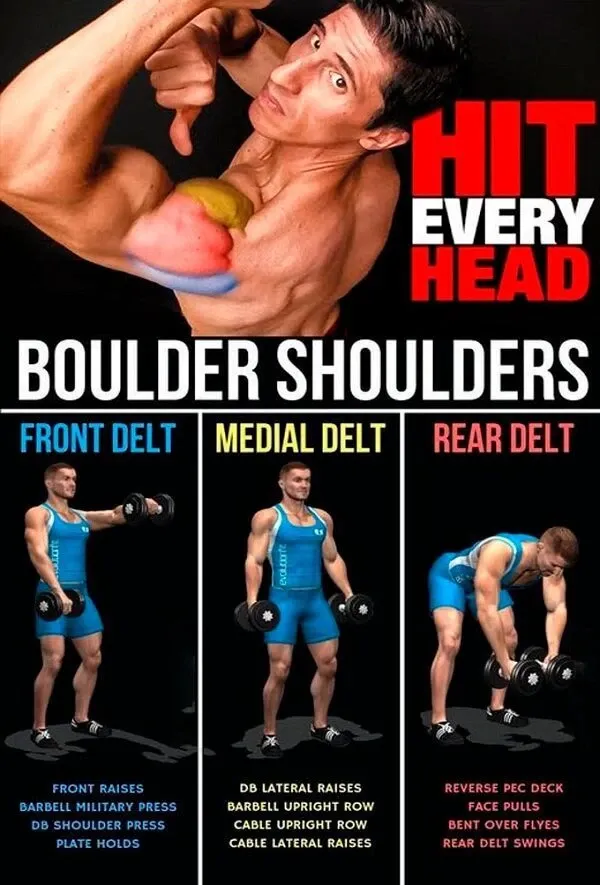 3D Shoulder Blueprint – How Each Exercise Builds Every Head of the Deltoid.